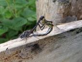 Paarung: Schwarze Heidelibelle (Sympetrum danae)-L. Klasing