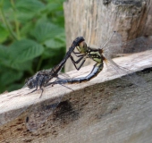 Paarung: Schwarze Heidelibelle (Sympetrum danae)-L. Klasing