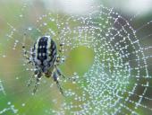 Streifenkreuzspinne (Mangora acalypha)-L. Klasing