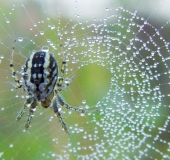 Streifenkreuzspinne (Mangora acalypha)-L. Klasing