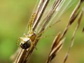 Streifenkreuzspinne (Mangora acalypha)-L. Klasing