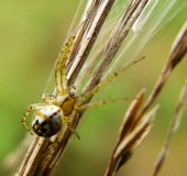 Streifenkreuzspinne (Mangora acalypha)-L. Klasing