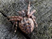 Spaltenkreuzspinne (Nuctenea umbratica)-L. Klasing