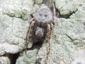 Spaltenkreuzspinne (Nuctenea umbratica)-L. Klasing