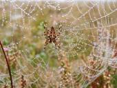 Gartenkreuzspinne (Araneus diadematus)-L. Klasing