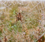 Gartenkreuzspinne (Araneus diadematus)-L. Klasing