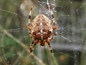 Gartenkreuzspinne (Araneus diadematus)-L. Klasing