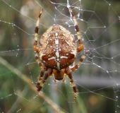 Gartenkreuzspinne (Araneus diadematus)-L. Klasing