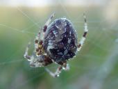 Gartenkreuzspinne (Araneus diadematus)-L. Klasing
