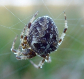 Gartenkreuzspinne (Araneus diadematus)-L. Klasing