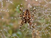 Gartenkreuzspinne (Araneus diadematus)-L. Klasing