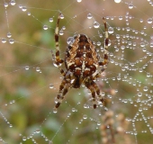 Gartenkreuzspinne (Araneus diadematus)-L. Klasing