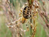 Gartenkreuzspinne (Araneus diadematus)-L. Klasing