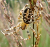 Gartenkreuzspinne (Araneus diadematus)-L. Klasing