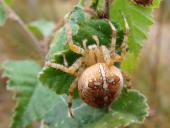 Gartenkreuzspinne (Araneus diadematus)-L. Klasing