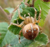 Gartenkreuzspinne (Araneus diadematus)-L. Klasing