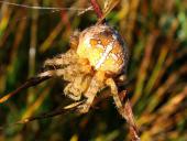 Gartenkreuzspinne (Araneus diadematus)