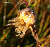 Gartenkreuzspinne (Araneus diadematus)