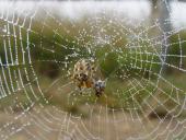 Gartenkreuzspinne (Araneus diadematus)-L. Klasing