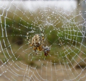 Gartenkreuzspinne (Araneus diadematus)-L. Klasing