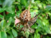 Gartenkreuzspinne (Araneus diadematus)-L. Klasing