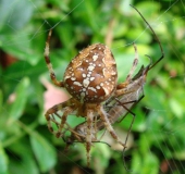 Gartenkreuzspinne (Araneus diadematus)-L. Klasing