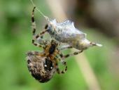 Gartenkreuzspinne (Araneus diadematus)-L. Klasing