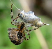 Gartenkreuzspinne (Araneus diadematus)-L. Klasing