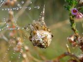 Gartenkreuzspinne (Araneus diadematus)-L. Klasing