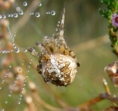 Gartenkreuzspinne (Araneus diadematus)-L. Klasing