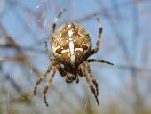 Gartenkreuzspinne (Araneus diadematus)-L. Klasing