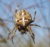 Gartenkreuzspinne (Araneus diadematus)-L. Klasing