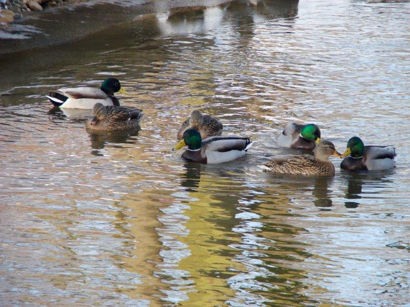 Stockente (Anas platyrhynchos)-L. Klasing