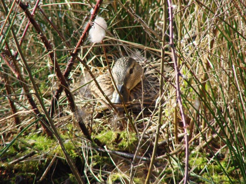 Stockente (Anas platyrhynchos)-L. Klasing