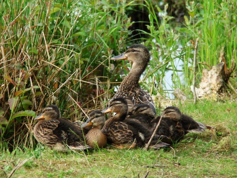 Stockente (Anas platyrhynchos)-L. Klasing