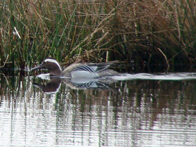 Knäkente m. (Anas querquedula)-L. Klasing