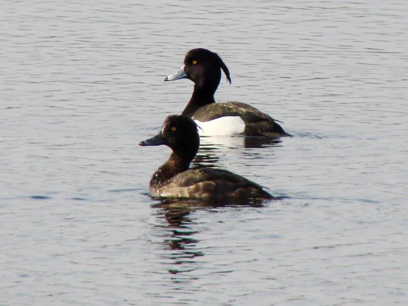 Reiherenten (Aythrya fuligula)-L. Klasing