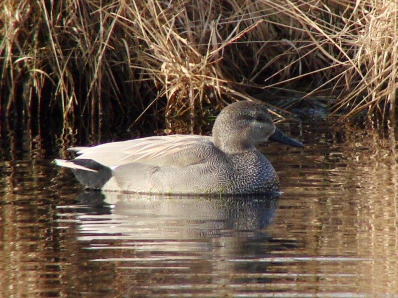 Schnatterente m. (Anas strepera)-L. Klasing