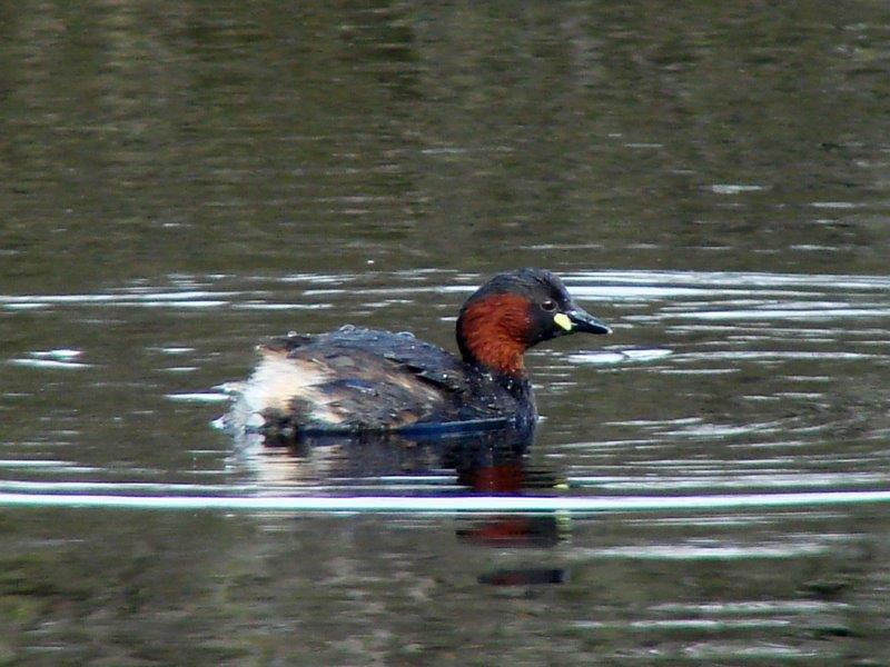 Zwergtaucher m. (Tachybaptus ruficollis)-L. Klasing