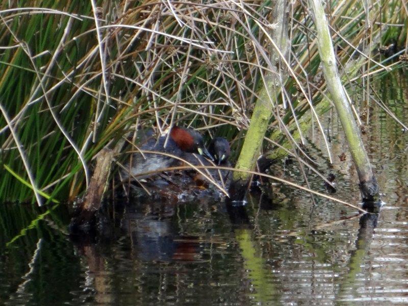 Brütende Zwergtaucher (Tachybaptus ruficollis)-L. Klasing