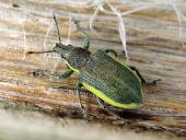 Gelbrandrüssler (Chlorophanus viridis)-L. Klasing