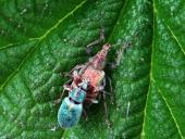 Paarung: Grünrüssler (Phyllobius sp.)-L. Klasing