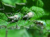 Nessel-Blattrüssler (Phyllobius-pomaceus)-L. Klasing