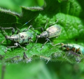 Nessel-Blattrüssler (Phyllobius-pomaceus)-L. Klasing