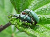 Paarung: Nessel-Blattrüssler(Phyllobius-pomaceus)-L. Klasing