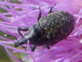 Kratzdistelrüssler (Larinus turbinatus)-L. Klasing