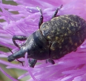 Kratzdistelrüssler (Larinus turbinatus)-L. Klasing