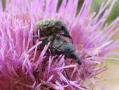 Paarung: Kratzdistelrüssler (Larinus turbinatus)-L. Klasing