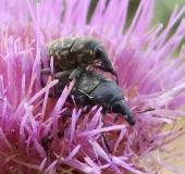 Paarung: Kratzdistelrüssler (Larinus turbinatus)-L. Klasing