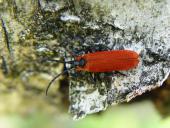 Rüssel-Rotdeckenkäfer (Lygistopterus sanguineus)-L. Klasing